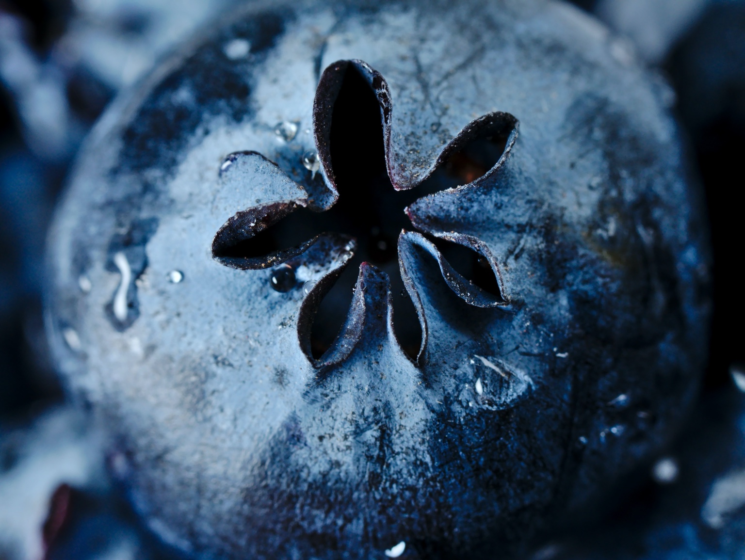 Blueberry macro detail